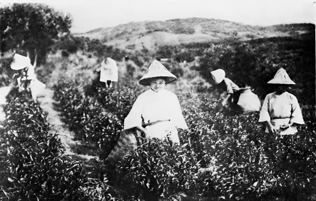 1933年前後臺灣的茶園  圖片來源維基百科