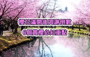 櫻花滿開後凋謝倒數：6個賞櫻必知重點