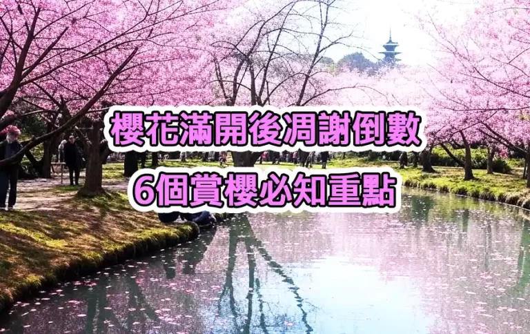 櫻花滿開後凋謝倒數：6個賞櫻必知重點