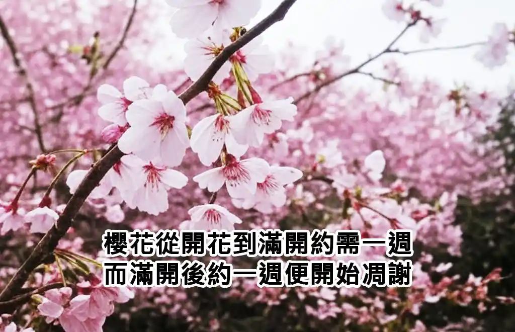 櫻花從開花到滿開約需一週，而滿開後約一週便開始凋謝。