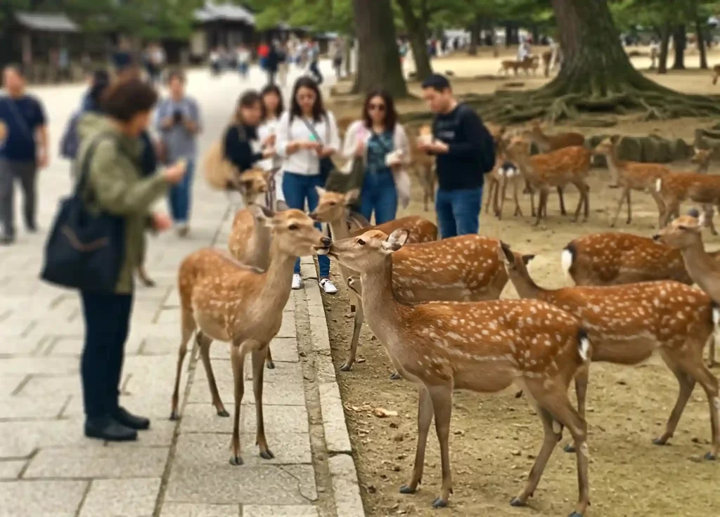 奈良：小鹿的故鄉，與可愛動物的親密接觸