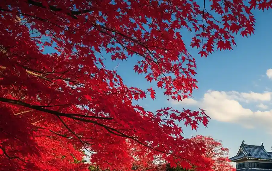 黑色的松本城與周圍火紅的楓葉